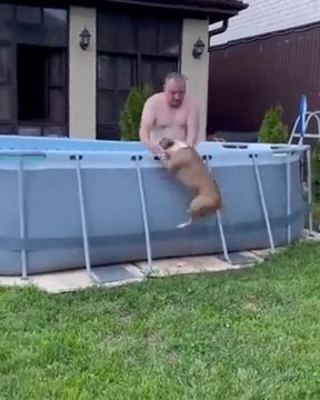 Quand le chien veut absolument aller se baigner dans la piscine