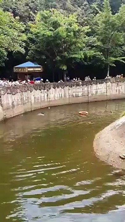 Un orang outan est sauvé de la noyade après que des touristes lui ait jeté de la nourriture