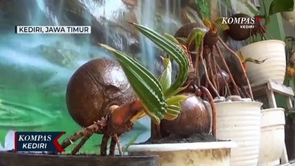 Warga Sulap Gang Kumuh Menjadi Indah dan Penuh Bunga