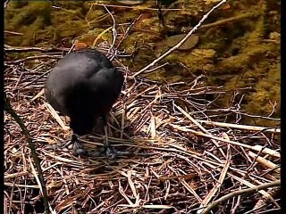 1999 World Rowing Cup III - Rotsee/ Lucerne (SUI) - Highlights