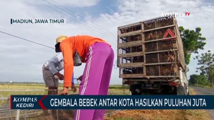 Penggembala Bebek Antar Kota Sukses Hasilkan Puluhan Juta
