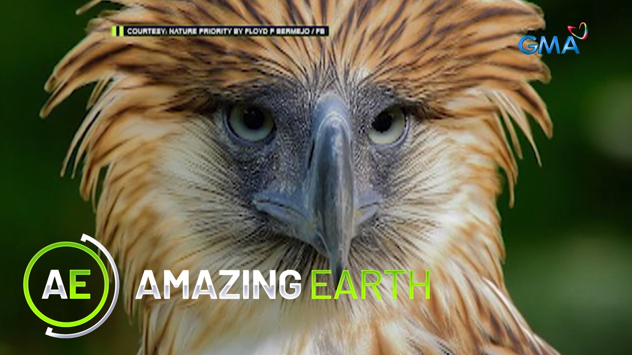 Amazing Earth: A bird hunter turned into a bird haunter