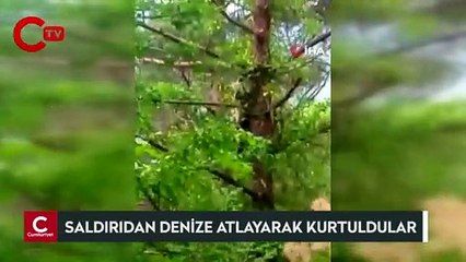 Ağaca çıkan yavru ayılar vatandaşlar tarafından görüntülendi