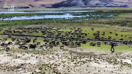 These Tibetan Herdsmen Use Big Tech To Keep Tradition Alive