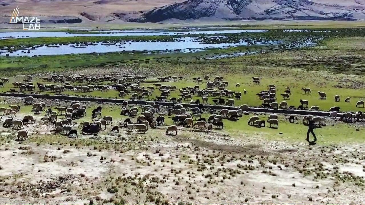 These Tibetan Herdsmen Use Big Tech To Keep Tradition Alive