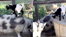 Adorable baby goat playing with a pig