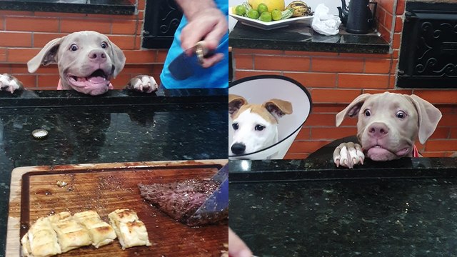 Pitbull Pups Adorable Reaction after Eating Steak for First Time