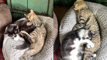 Reserved cat allows little sister to nap right next to her WHOLESOME