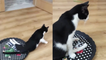 Paralyzed cat walks around the room with his favorite tray