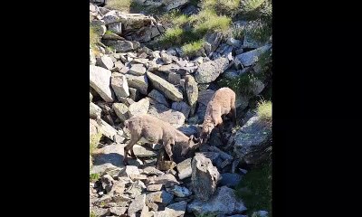 Colico, gli stambecchi litigano per l'acqua