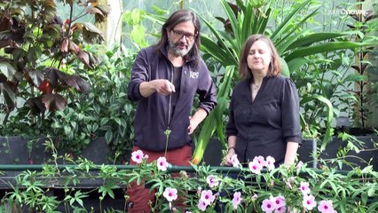 شاهد: حدائق "كيو غاردنز" اللندنية تعلن اكتشاف نوع جديد من الزنابق المائية