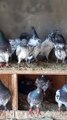 Pakistani high flyer pigeon breeding।
