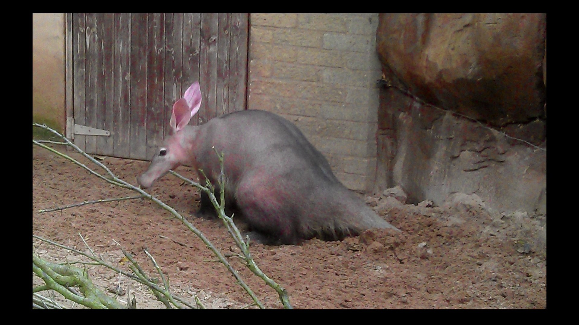 ⁣A PIG-LIKE MAMMALIAN ANIMAL IS A GROUND PIG ( DOMUZA BENZEYEN MEMELİ HAYVAN YER DOMUZU)