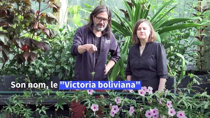 Royaume-Uni: découverte d'une nouvelle espèce de nénuphar géant