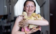 Eggs mum bought from Morrisons supermarket hatched into three pet ducklings