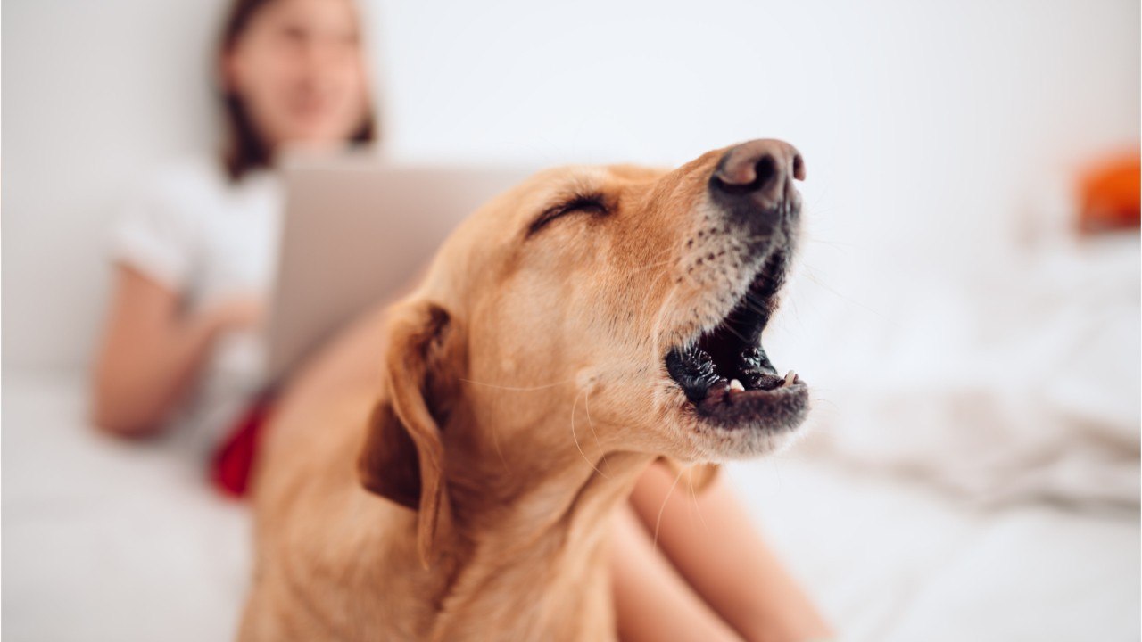 Que faire en cas de chien qui aboie dans le voisinage ?