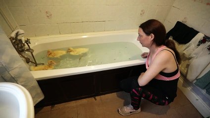 Three ducklings hatched from eggs bought at Morrisons