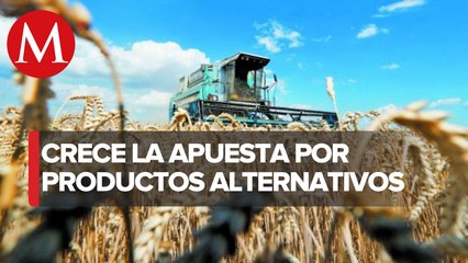Productos “alternativos” ante la crisis alimentaria