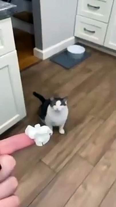 Funny_cat_✌️vidio