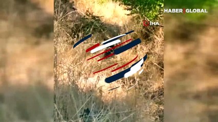 2 metrelik dev yılanların dansı şaşırttı!