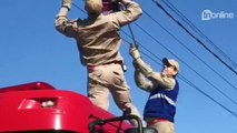 Bombeiros resgatam gambá preso em fios da rede elétrica em Apucarana