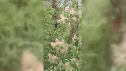 Ayı yavruları telefonla görüntülendi