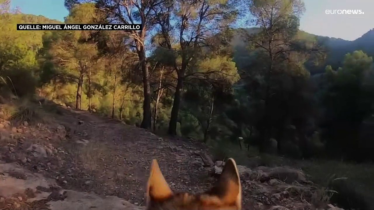 Spaziergang mit Wölfen: Jeder bekommt seinen eigenen Wolf an der Leine