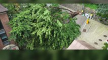 서울 역삼동에서 느티나무 쓰러져 일부 세대 정전 / YTN