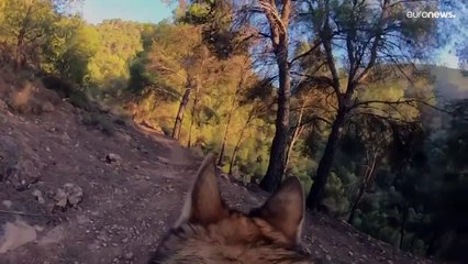 Natura, a spasso con i lupi nel sud della Spagna