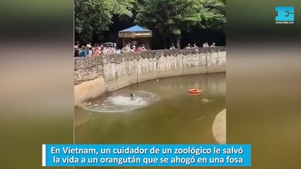 En Vietnam, un cuidador de un zoológico le salvó la vida a un orangután que se ahogó en una fosa