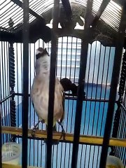 Burung Trucukan / Cucak Jowo