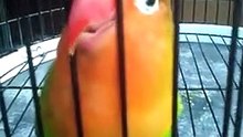 Lovebird Ngekek Heboh