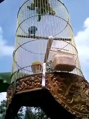 Tetangga Jemur Lovebird Malah Ngekek