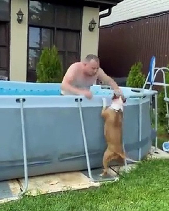 Quand ton chien veut absolument aller se baigner dans la piscine