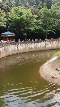 Ce gardien de zoo sauve un orang-outan de la noyade - Vietnam