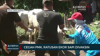 Cegah PMK, Ratusan Ekor Sapi Divaksin