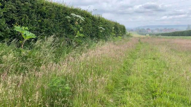 Giant Hogweed in East Malling