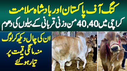 King Of Pakistan Or Badshah Salamat - Karachi Me 40-40 Mann Ke Qurbani Ke Bailon Ki Dhoom