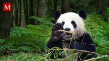 Hallazgo de fósiles resuelve el misterio de cómo los pandas se hicieron vegetarianos