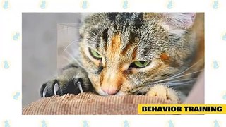 Cats 101 _ Basic Cat Training Tips