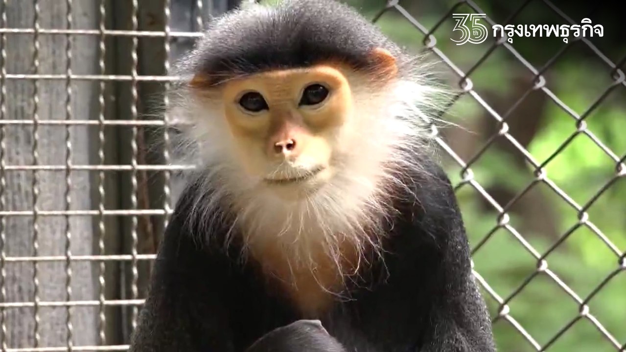 เผยโฉม! ลูก "ค่างห้าสี" สัตว์หายากใกล้สูญพันธุ์...