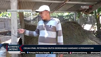 Cegah PMK, Peternak di Semarang Rutin Bersihkan Kandang dan Perawatan