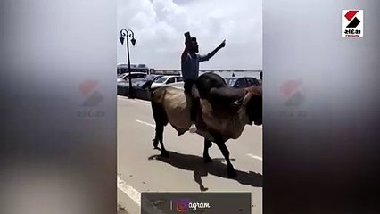 દીવમા દારૂડીયોએ પોતાને બાહુબલીનો ભલાલદેવ સમજી આખલાની સવારી કરી