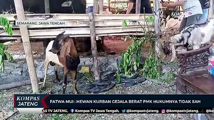 Fatwa MUI: Hewan Kurban Gejala Berat PMK Hukumnya Tidak Sah