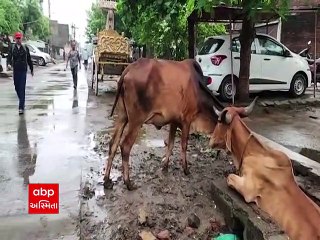 Surat: ખુલ્લી ગટરમાં ખાબકી ગાય, બહાર કાઢવા તોડવી પડી ટાંકી; મનપાના પ્રિ-મોન્સૂન પ્લાનનો વળ્યો દાટ
