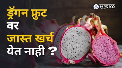 Dragon Fruit चा बोलबाला का आहे ? | Sakal
