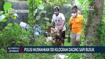 Polisi Musnahkan 150 Kilogram Daging Sapi Busuk dari Madura