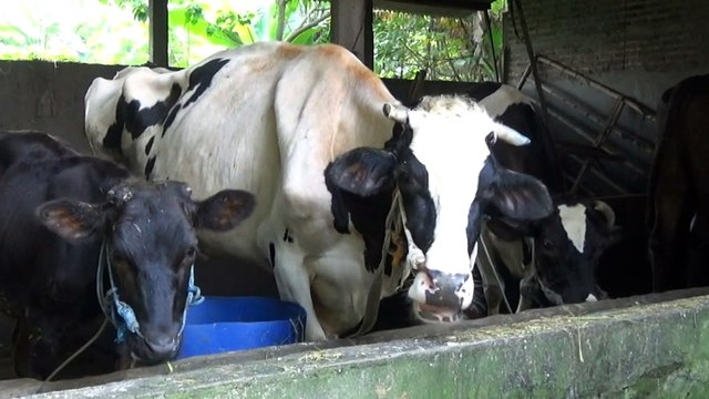 Calls for stricter border measures amid outbreak in Bali