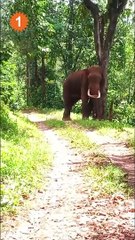 கோத்தகிரி அருகே பலா மரத்தில் கால்களை வைத்து பழங்களை பறித்த காட்டு யானை