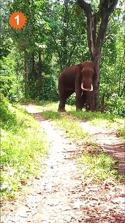 கோத்தகிரி அருகே பலா மரத்தில் கால்களை வைத்து பழங...